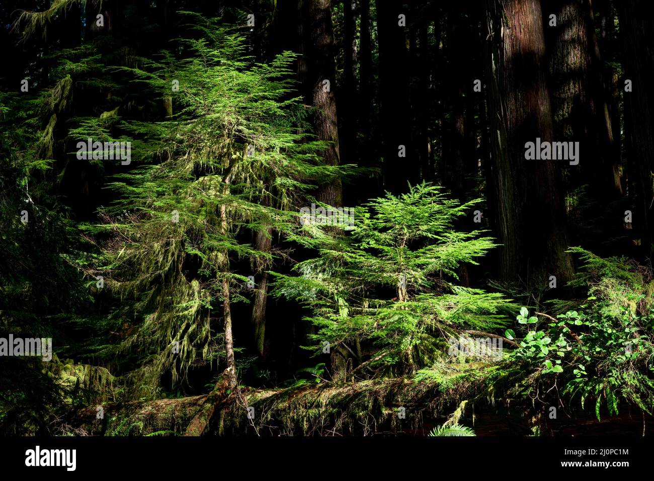 Scenic view of yellow cedars in a dark forest near Port Renfrew, BC, Canada Stock Photo