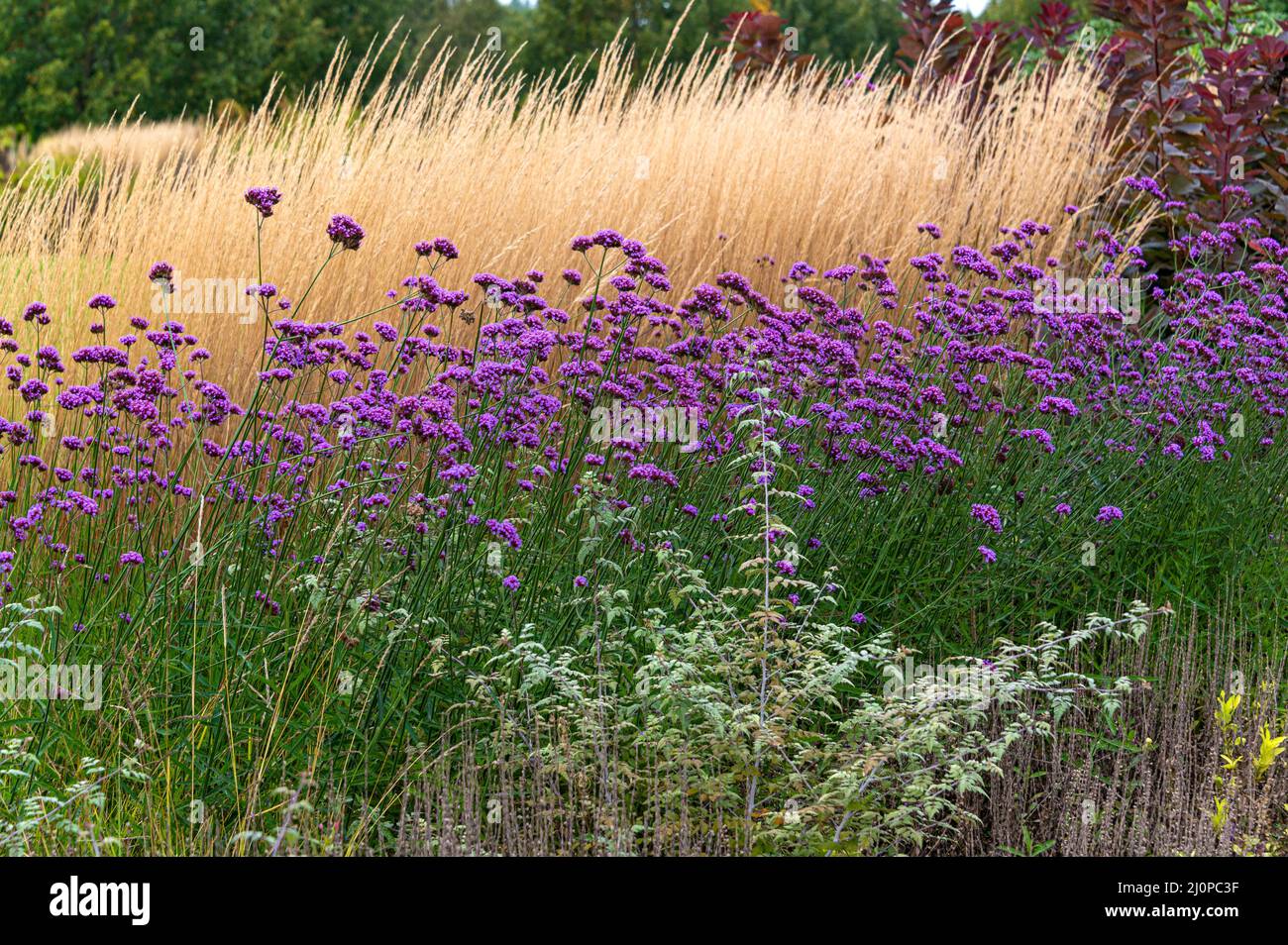 Calamagrostis acutiflora karl foerster, Verbena bonariensis,f eather reed grass Karl Foerster, Poaceae, Verbenaceae.Autumn colour and texture. Stock Photo