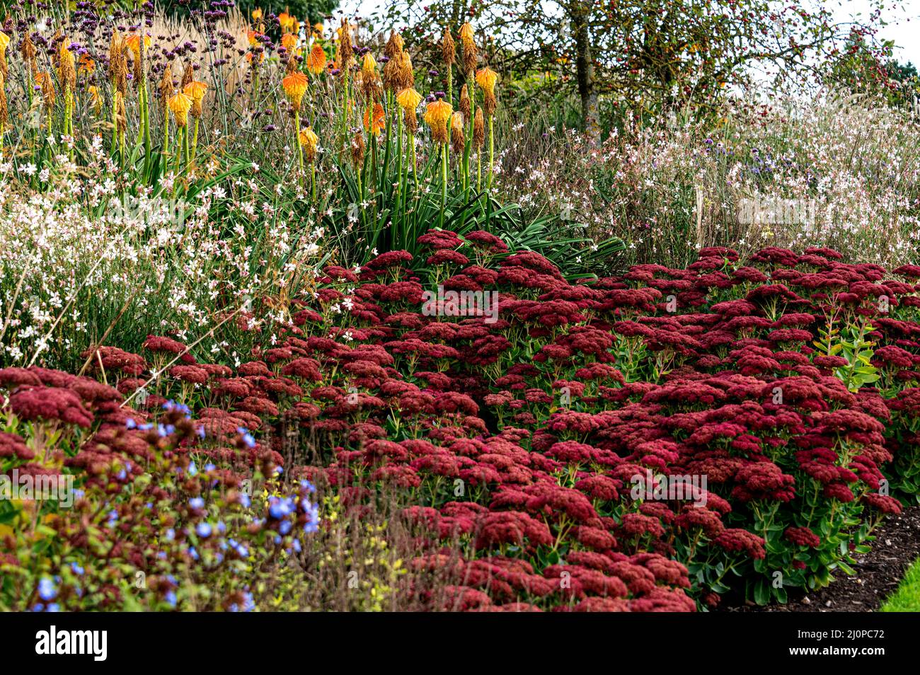 Hylotelephium Herbstfreude, hylotelephium spectabile, Sedum Herbstfreude  Group,Poaceae. Colourful autumn border. Colorful fall border. Stock Photo