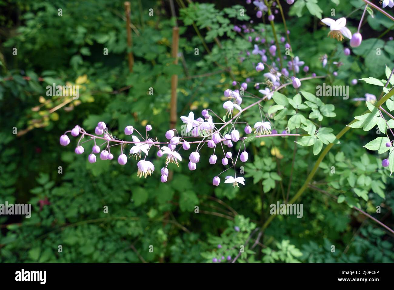 Thalictrum delavayi - Chinese meadow-rue Stock Photo