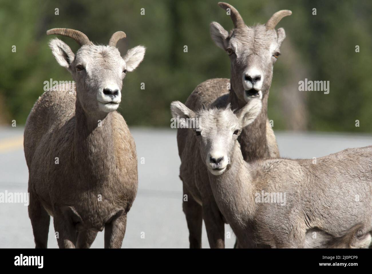 Closeup of bighorn sheep. Stock Photo