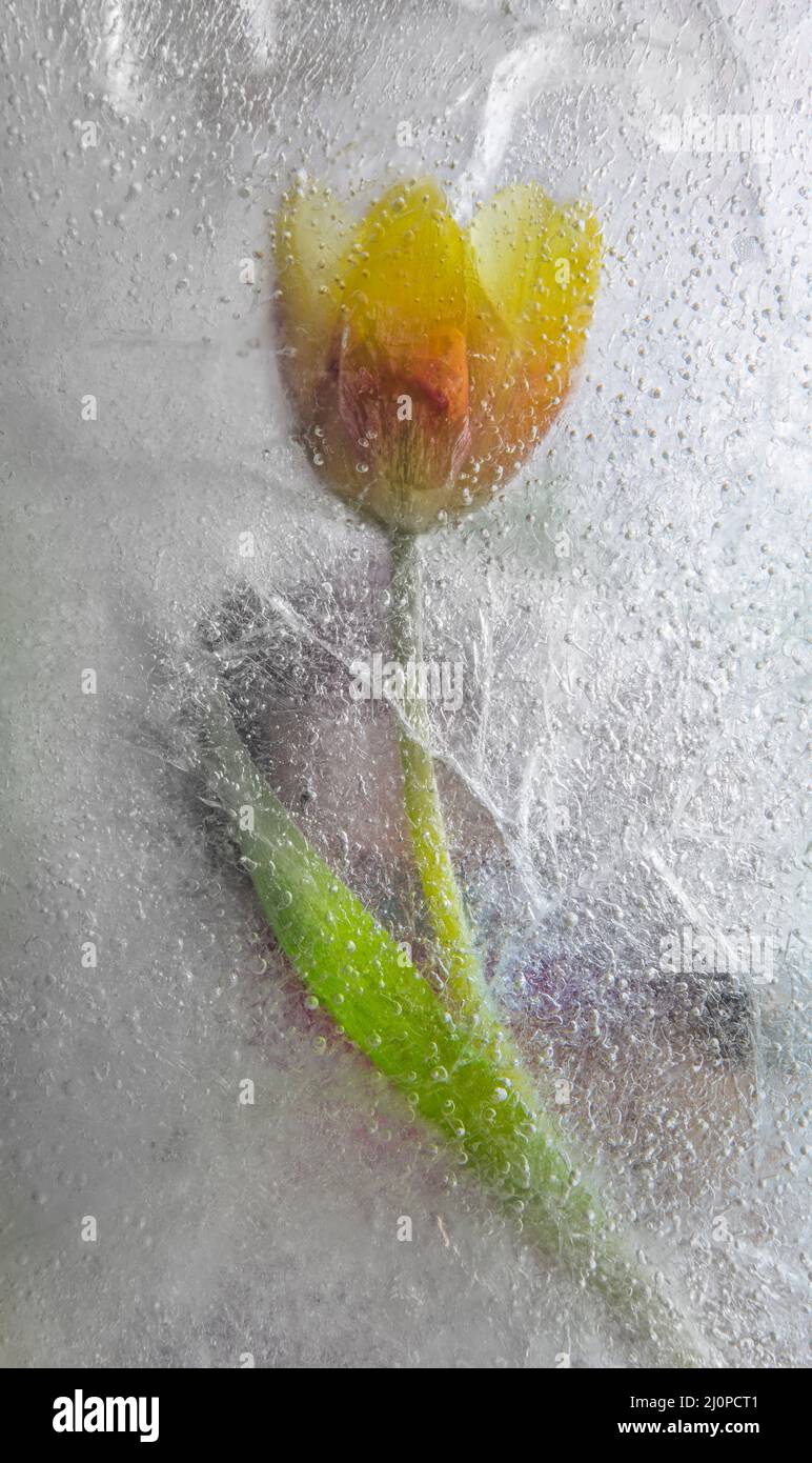 abstract tulip in ice Stock Photo