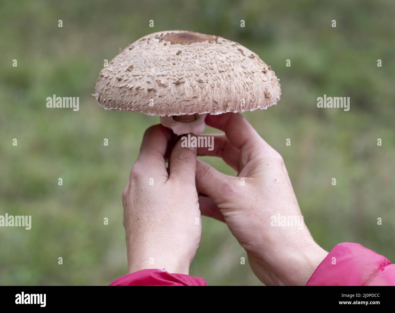 Woman holding Parasol mushroom (Macrolepiota procera) in her hands. Close up. Detail. Stock Photo