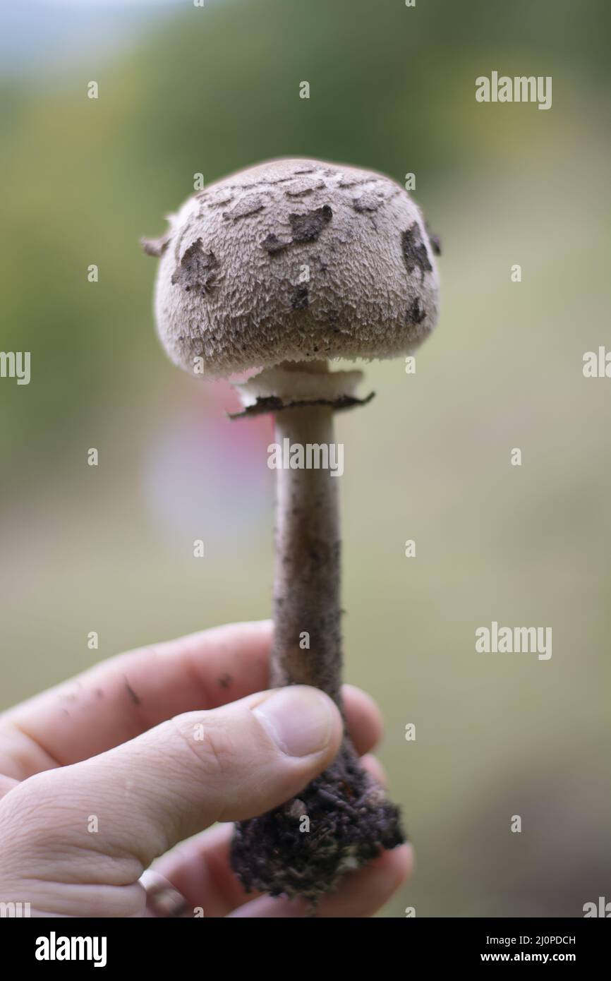 Woman holding young Parasol mushroom (Macrolepiota procera) in her hands. Close up. Detail. Stock Photo