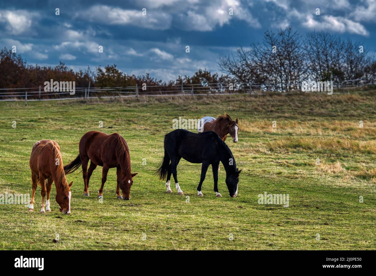 Scenic view of horses grazing on a green pasture on a gloomy day Stock ...