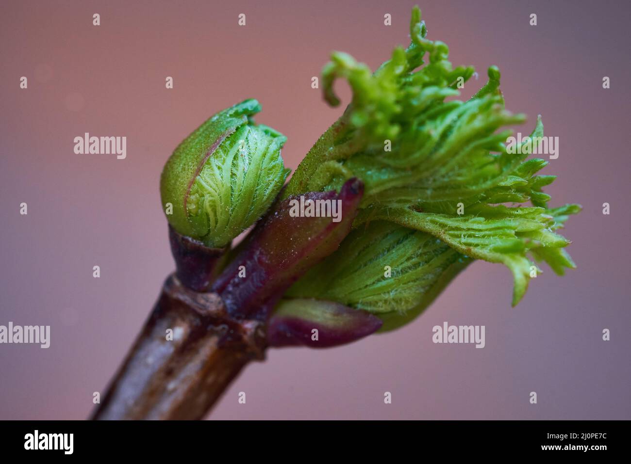 Sprout of a fruit tree grown on the balcony of a house in the approach of spring Stock Photo