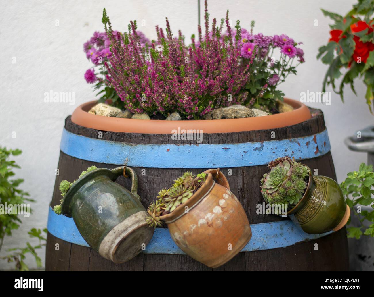 Old wooden barrel used as a flowerpot. Blooming flowers. Vintage. Detail. Stock Photo