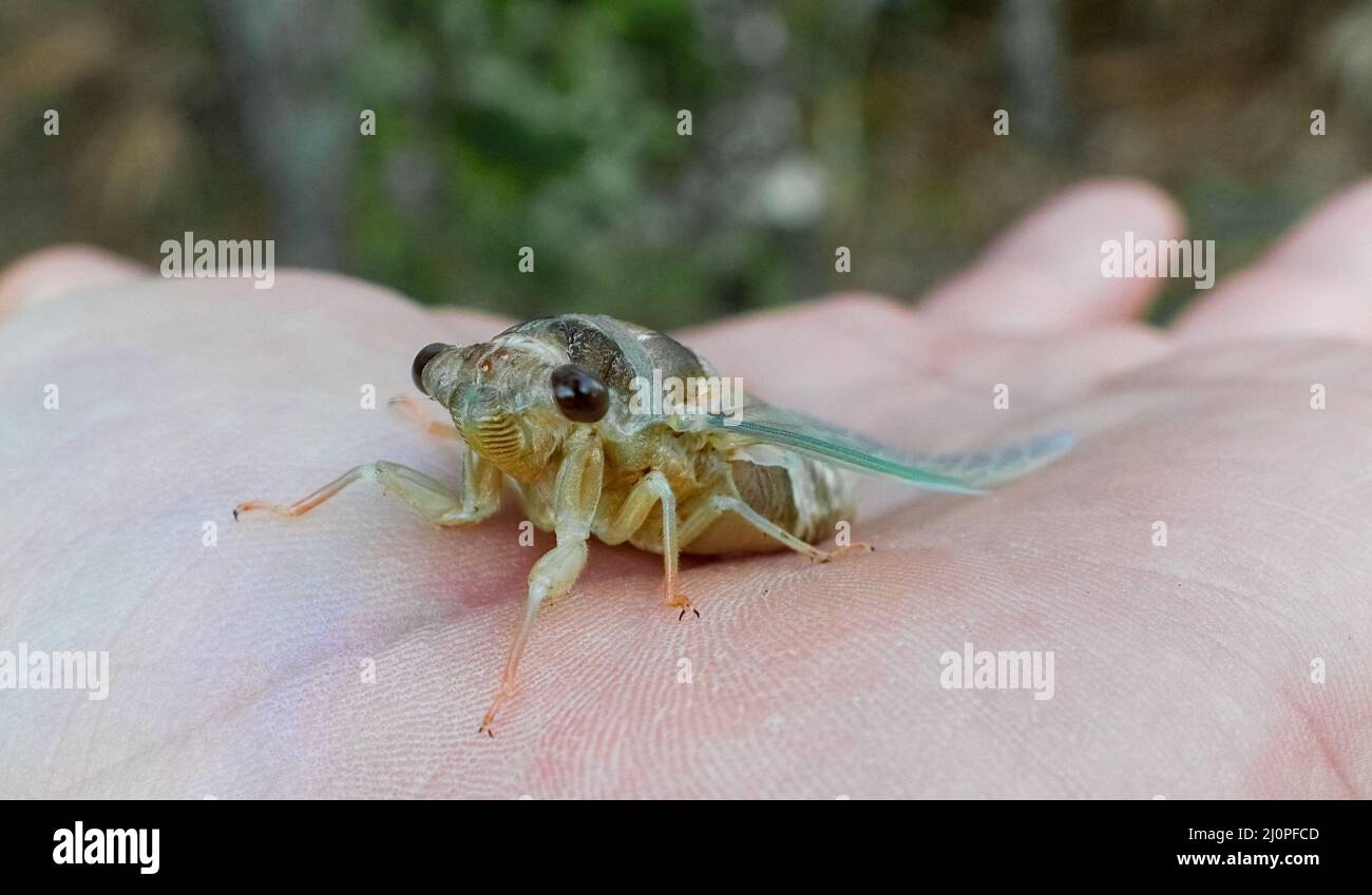 Freshly emerged cicada (Magicicada spp.) in florida showing 3 red simple eyes, two compound eyes, light blue, pink and green colors, on human hand Stock Photo