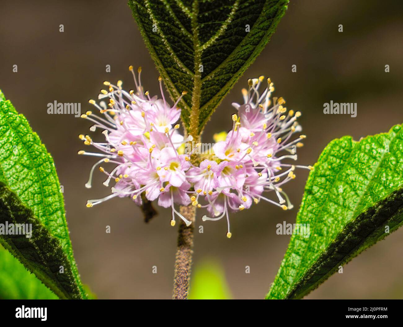 Native american shrub hi-res stock photography and images - Alamy