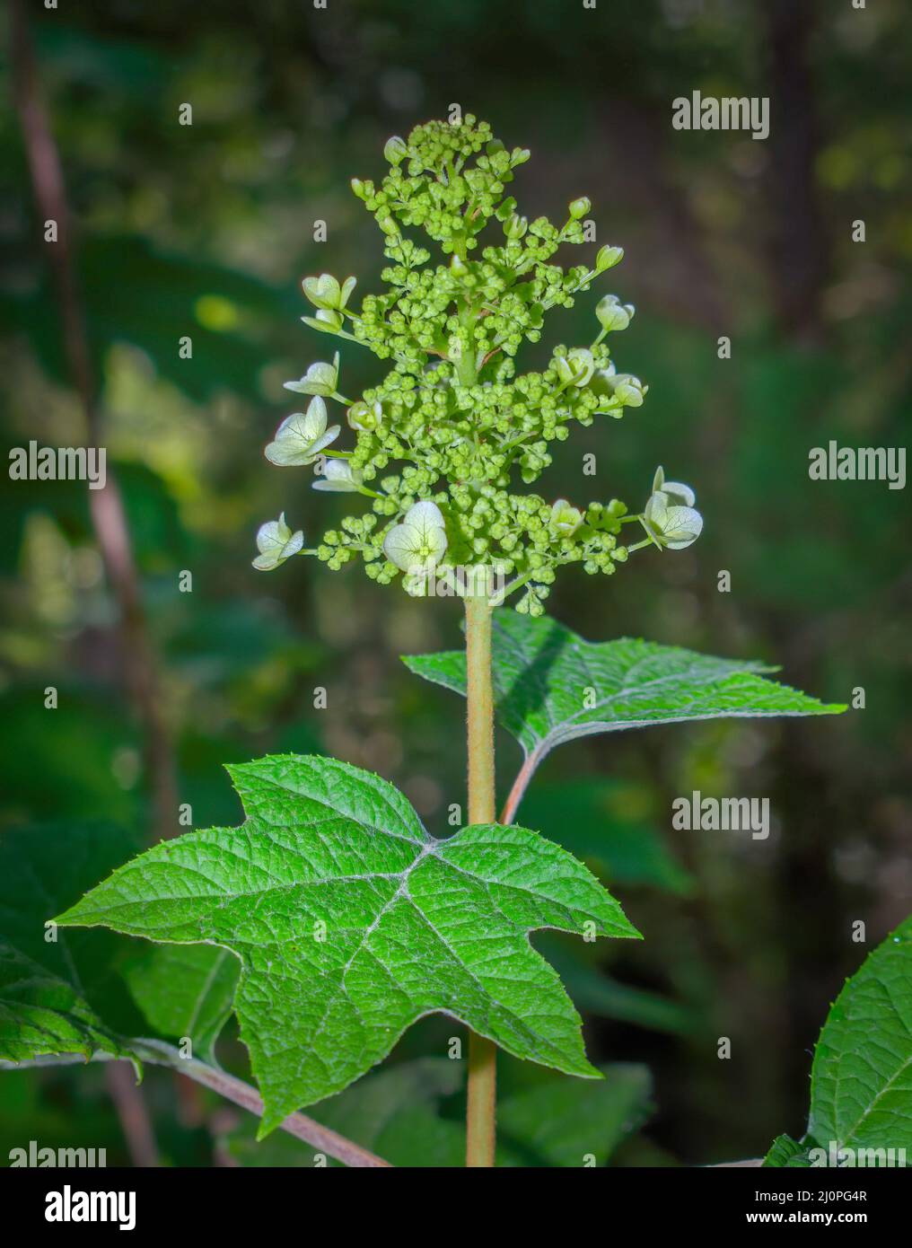 Hydrangea Stalk Oakleaf hydrangea hydrangea quercifolia hi-res stock photography and ...