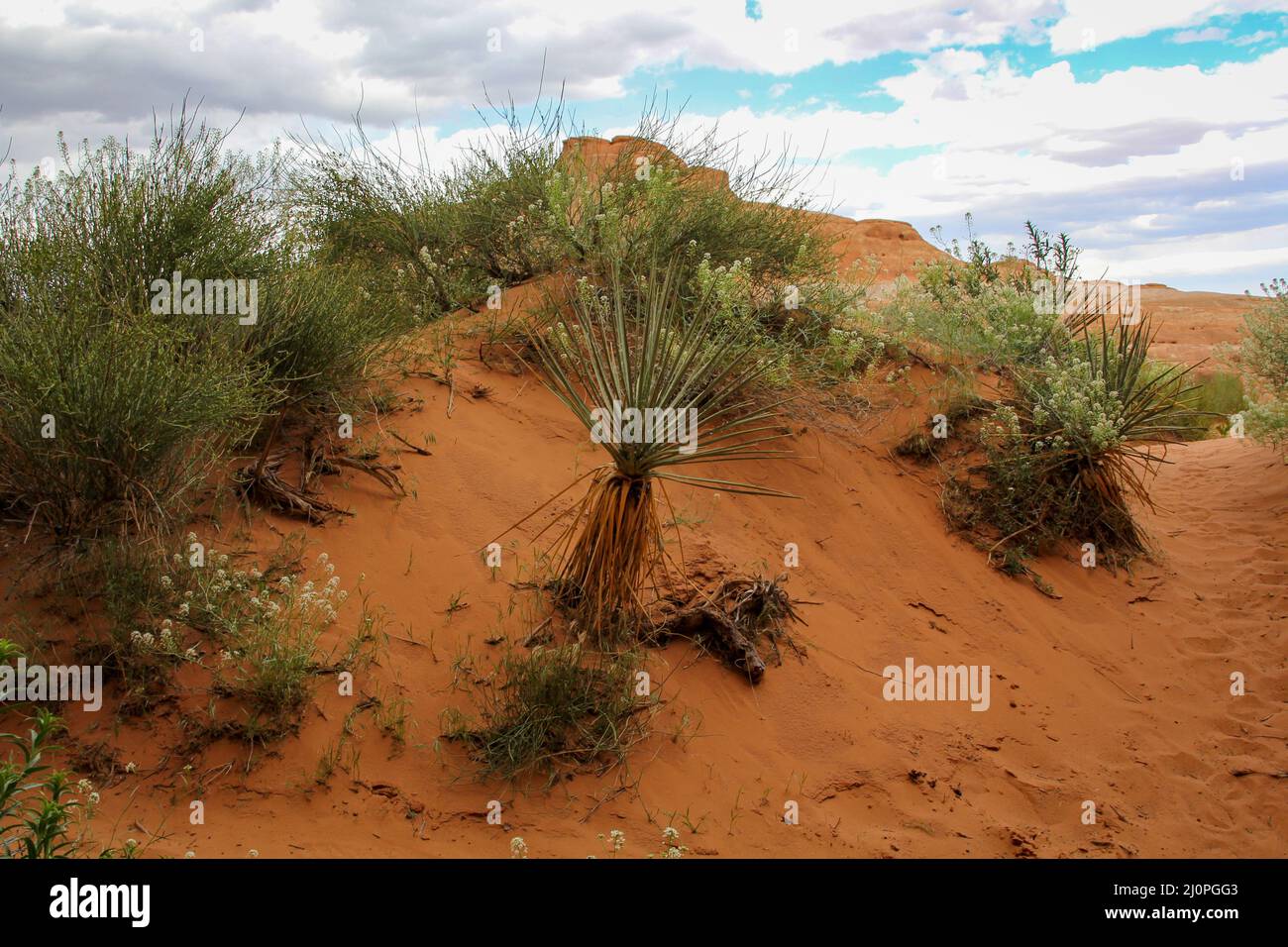 Spikey and extraordinary plants of Kalahari Desert Stock Photo Alamy