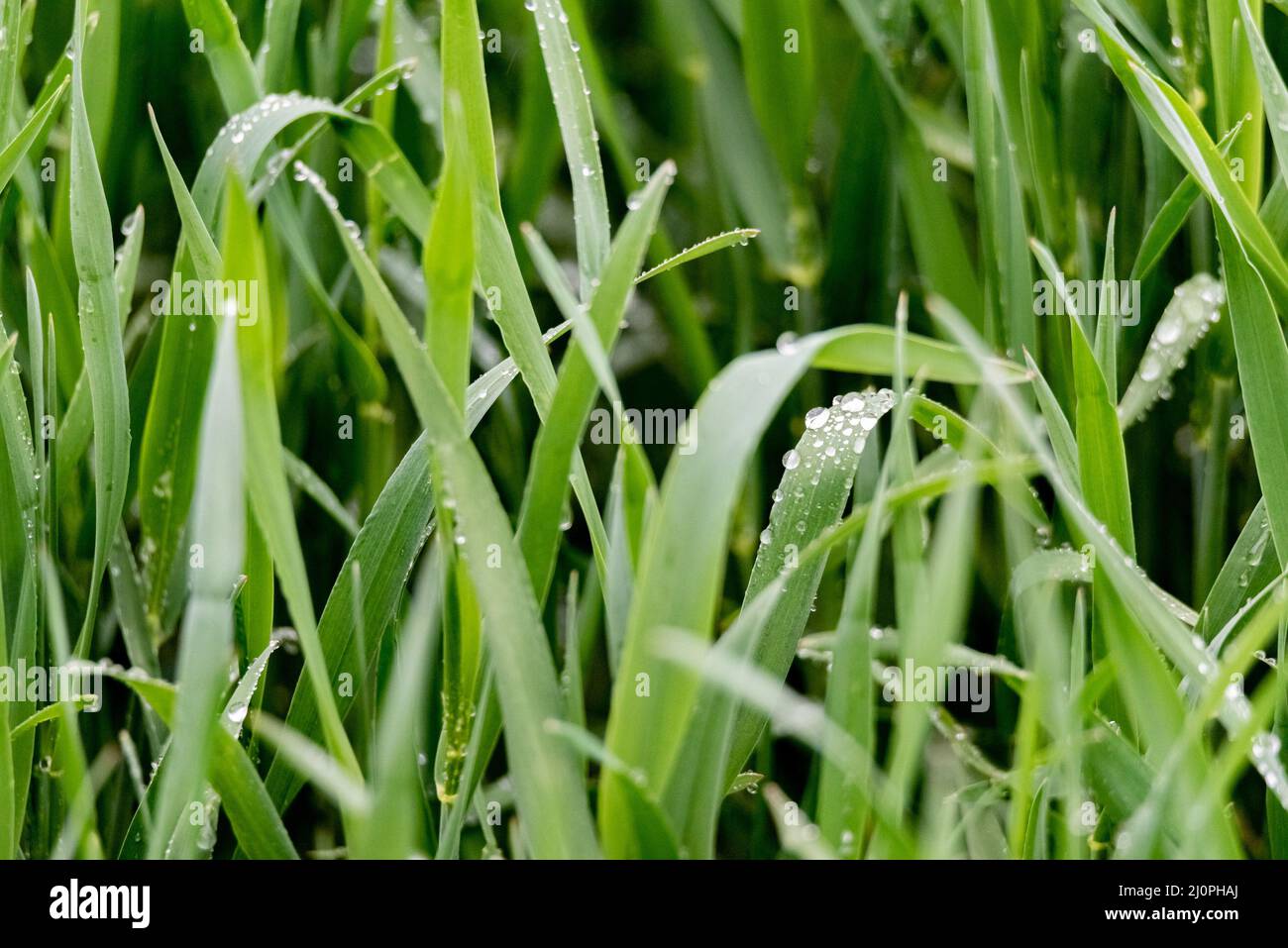 Emerging green grain. Saturated green grass leaves with drops of morning dew. Stock Photo
