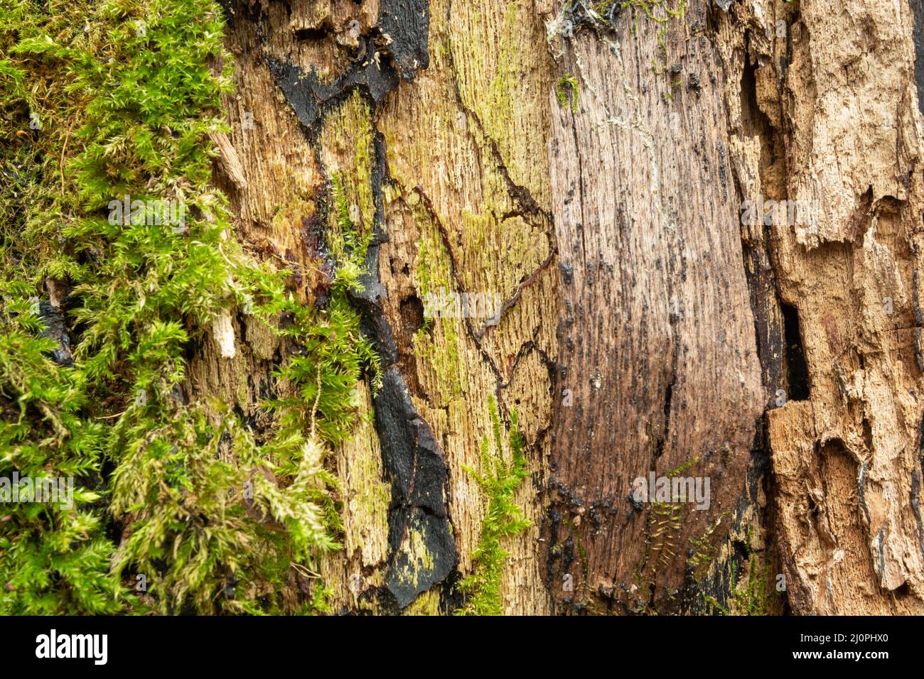 Structure of an old tree with green moss Stock Photo