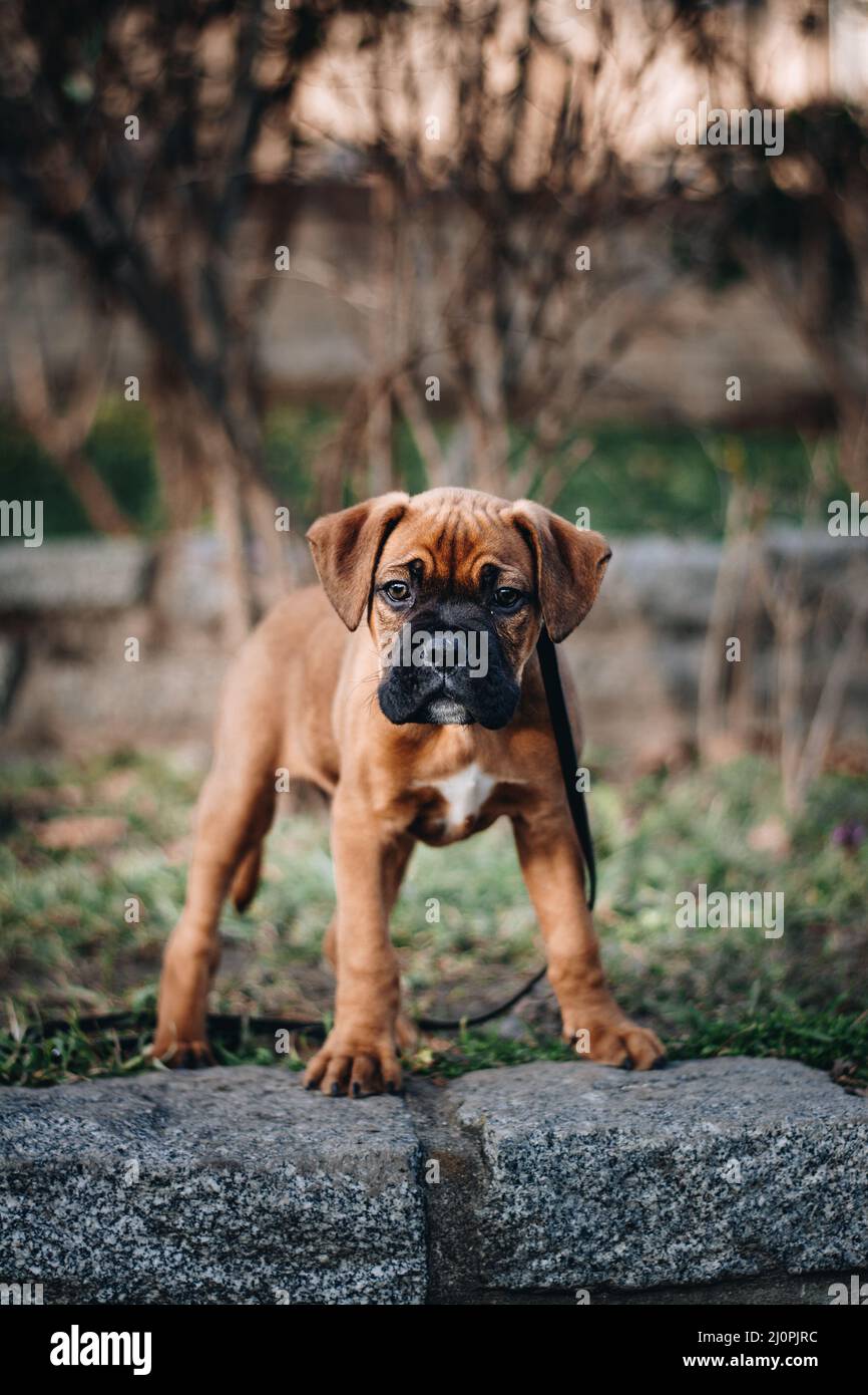 Vertical closeup of a boxer puppy in the park. Stock Photo