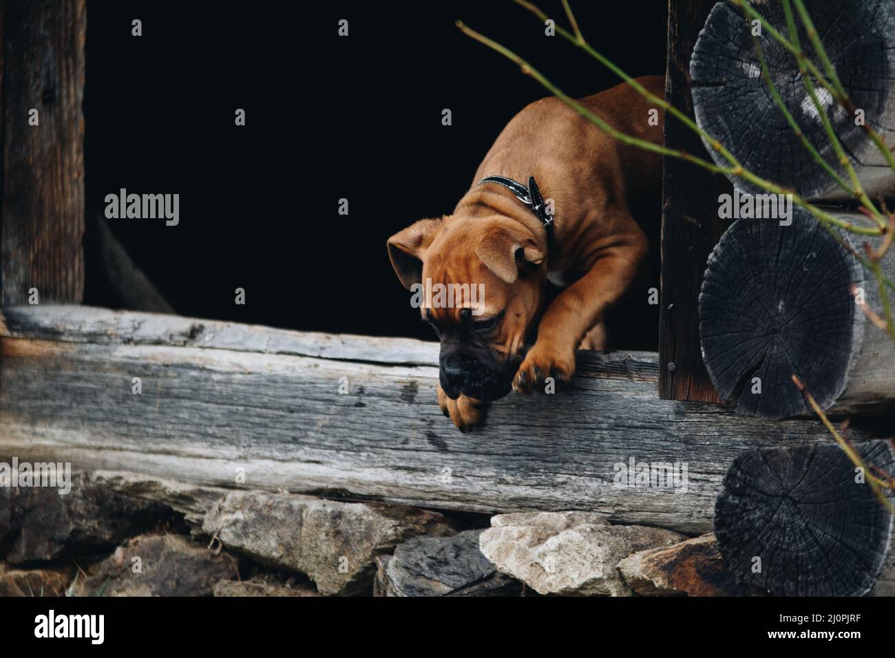 Closeup of the boxer puppy standing on the wooden doorstep. Stock Photo