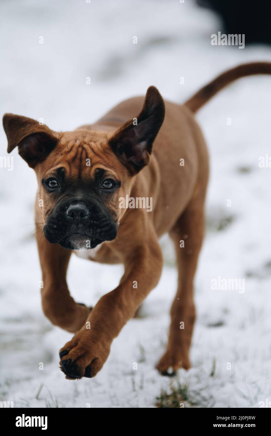 Vertical closeup of a boxer puppy running in the snow. Stock Photo