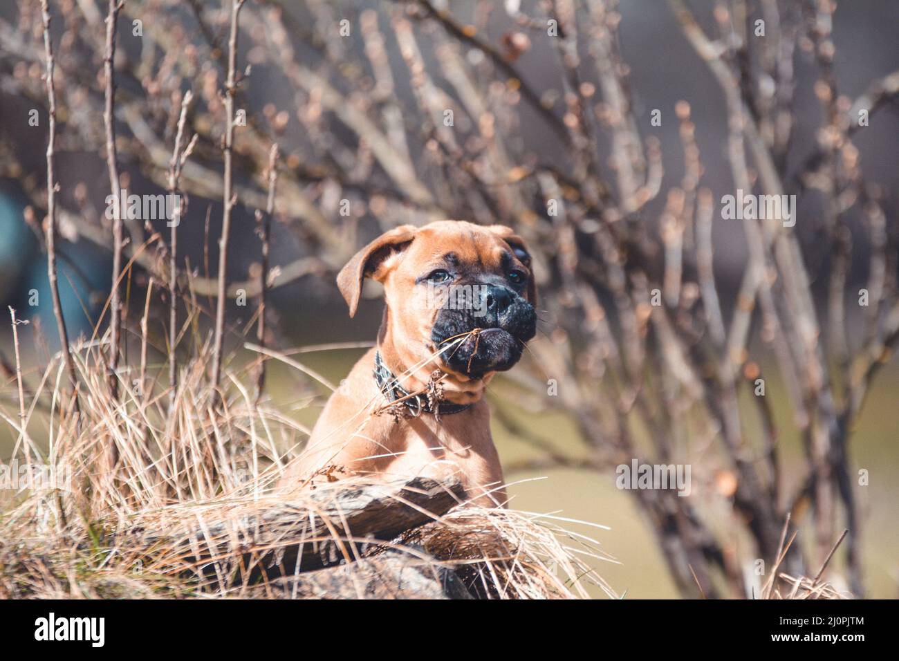 Closeup of a boxer puppy playing with dry grass. Stock Photo