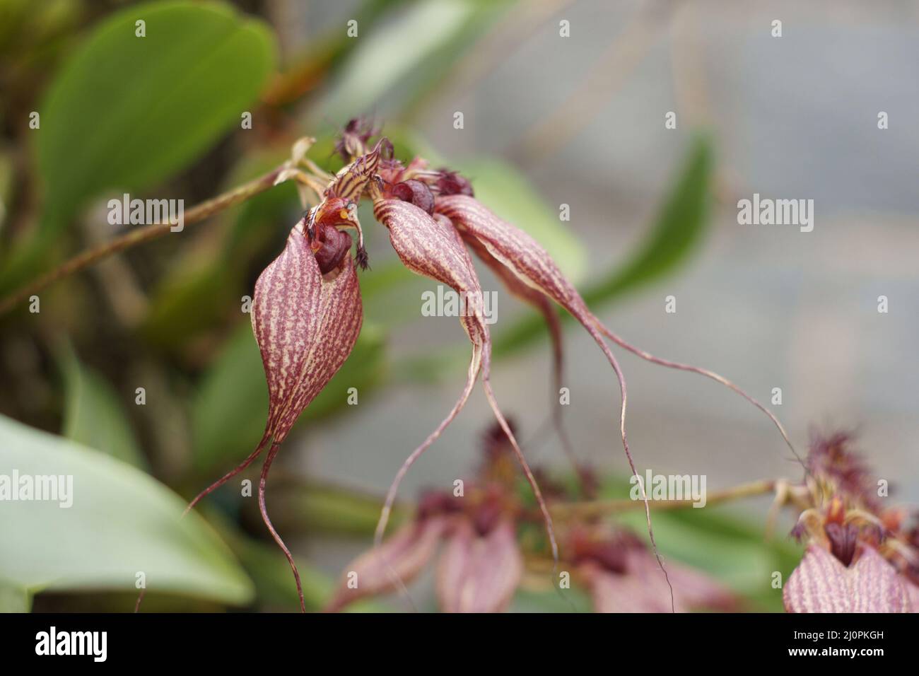 Bulbophyllum rothschildianum, São Bernardo, São Paulo, Brazil Stock Photo