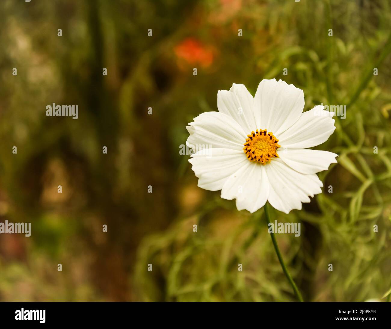 white calendula flower in green background Stock Photo