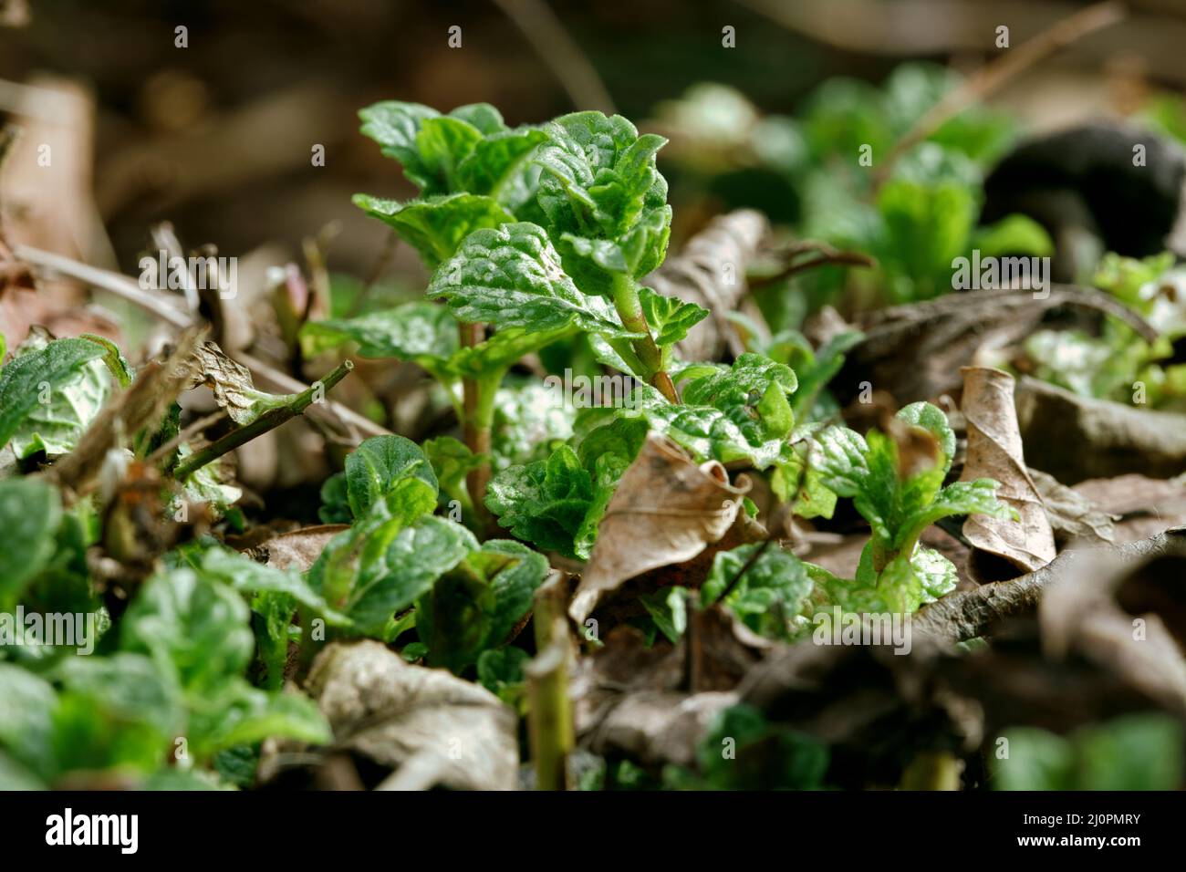 Very Young Mint Plants Growing Outdoor Stock Photo Alamy