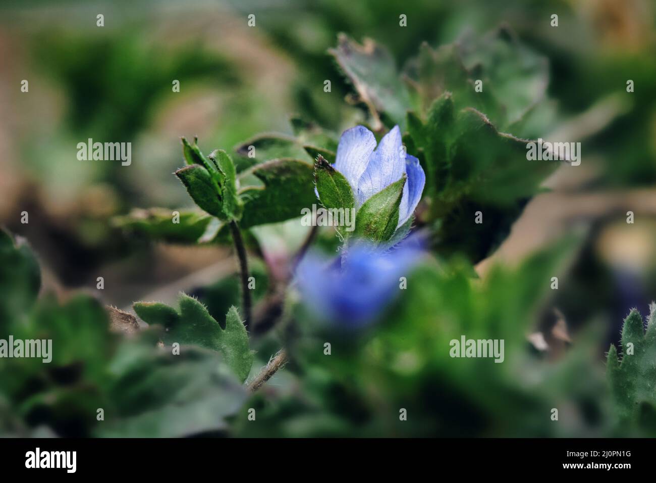 Blooming Little Blue Wild Flower Stock Photo