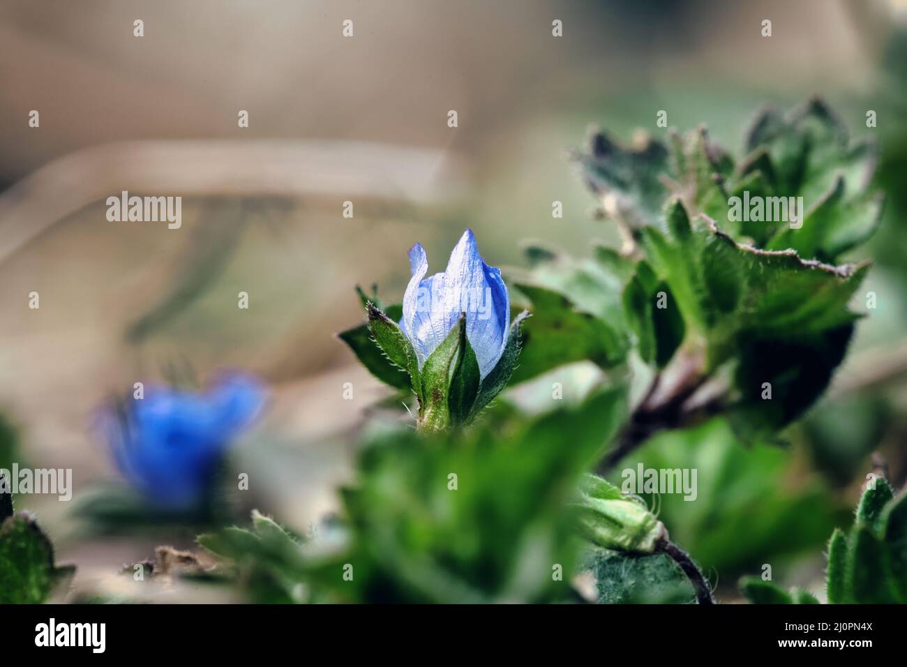 Blooming Little Blue Wild Flower Stock Photo
