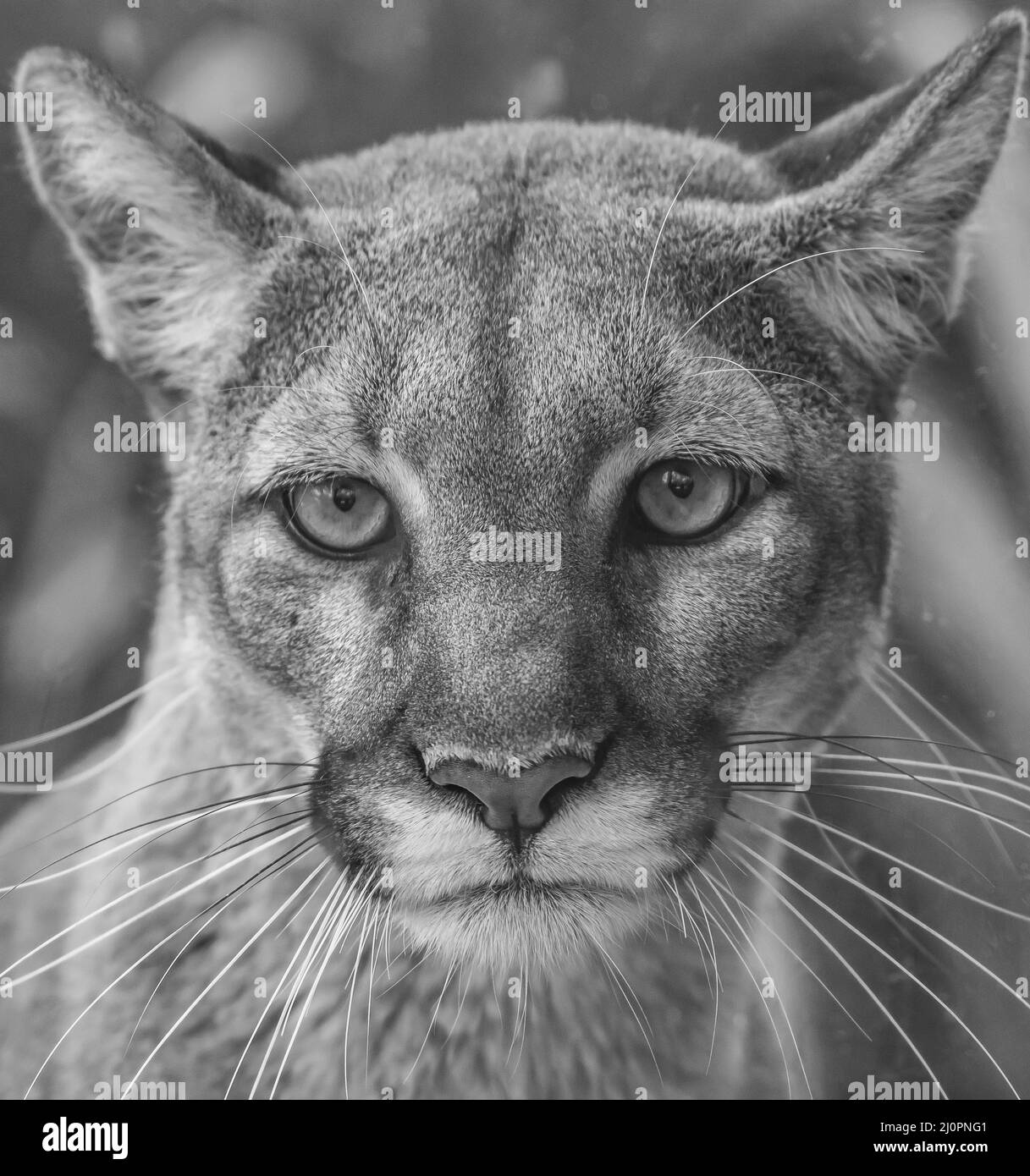 Florida Panther Clipart