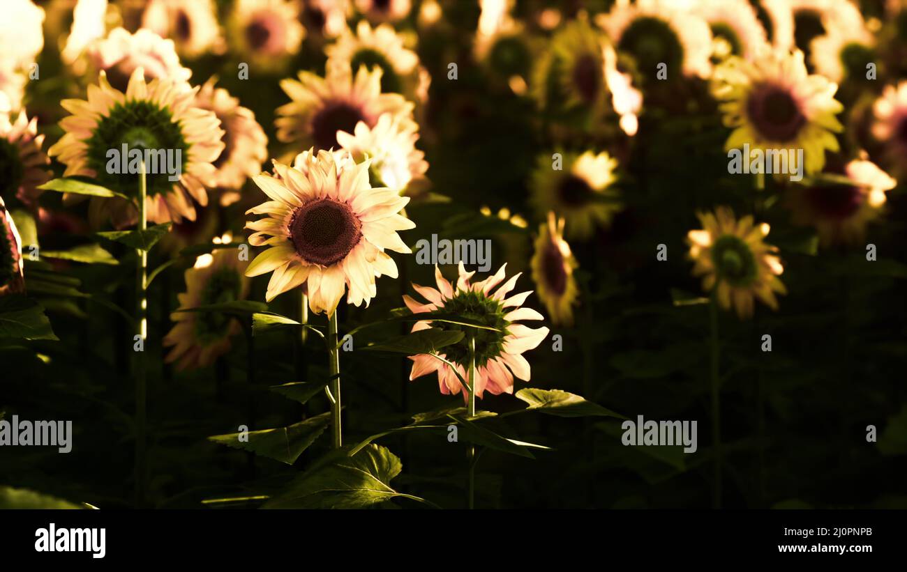 Field of blooming sunflowers on sunset Stock Photo - Alamy