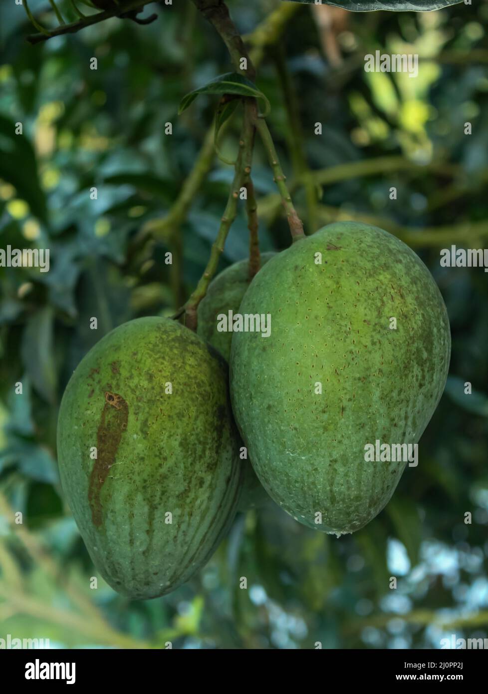 Bangladesh fruit tree hires stock photography and images Alamy