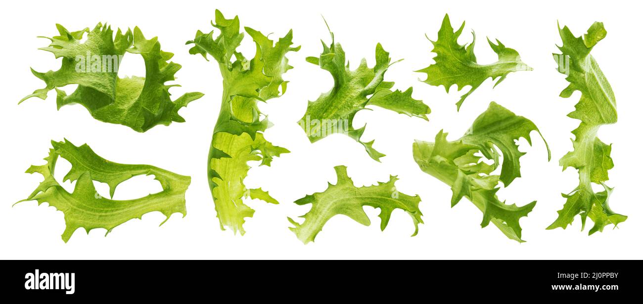 Falling frize salad leaves isolated on white background Stock Photo