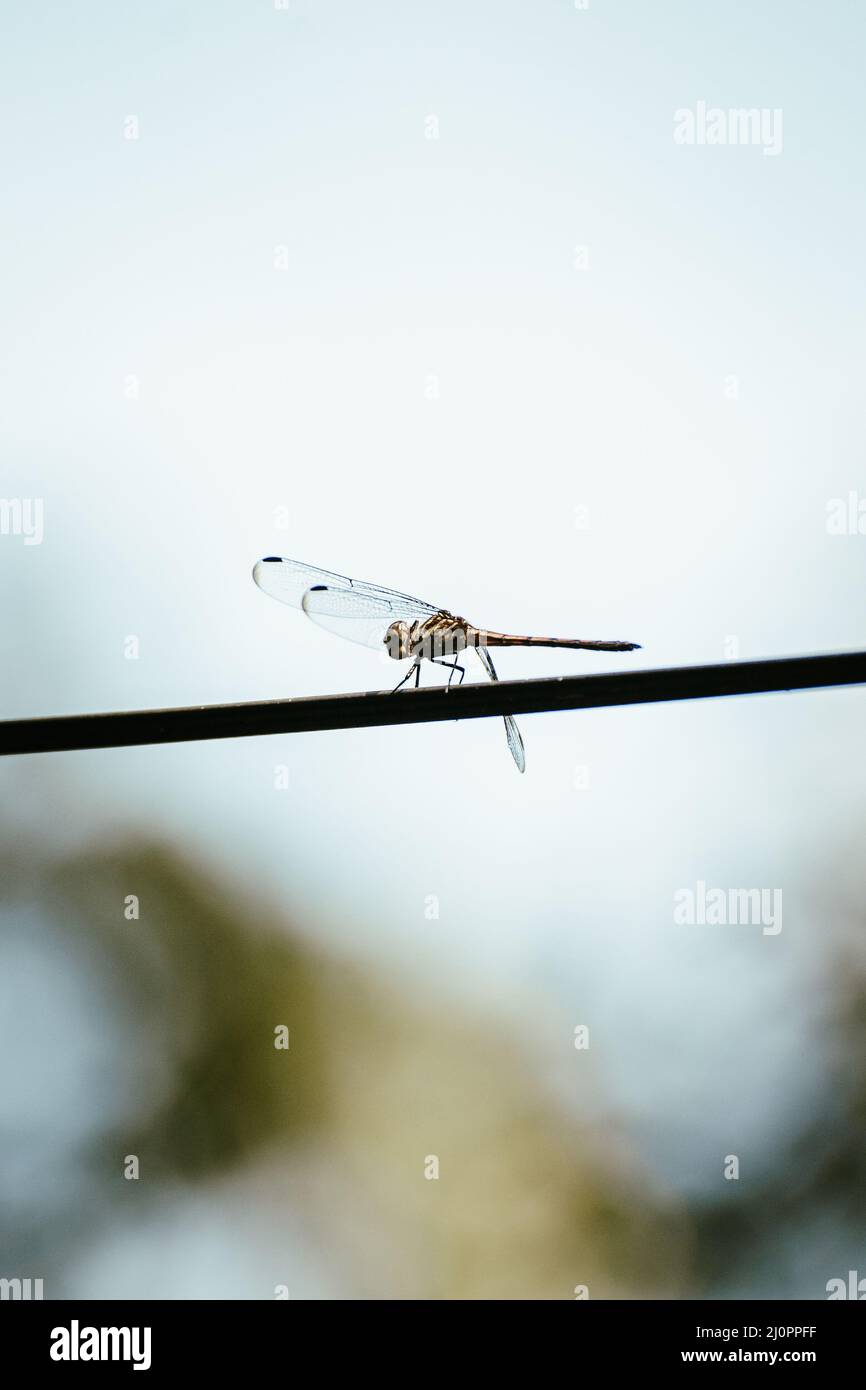 Vertical shot of a odonata on a blurry background Stock Photo - Alamy