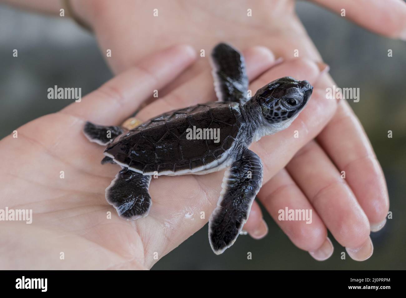 Black baby turtle on hands. Stock Photo