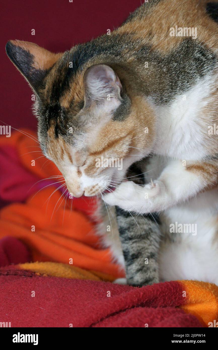 Lanbo the paw hires stock photography and images Alamy