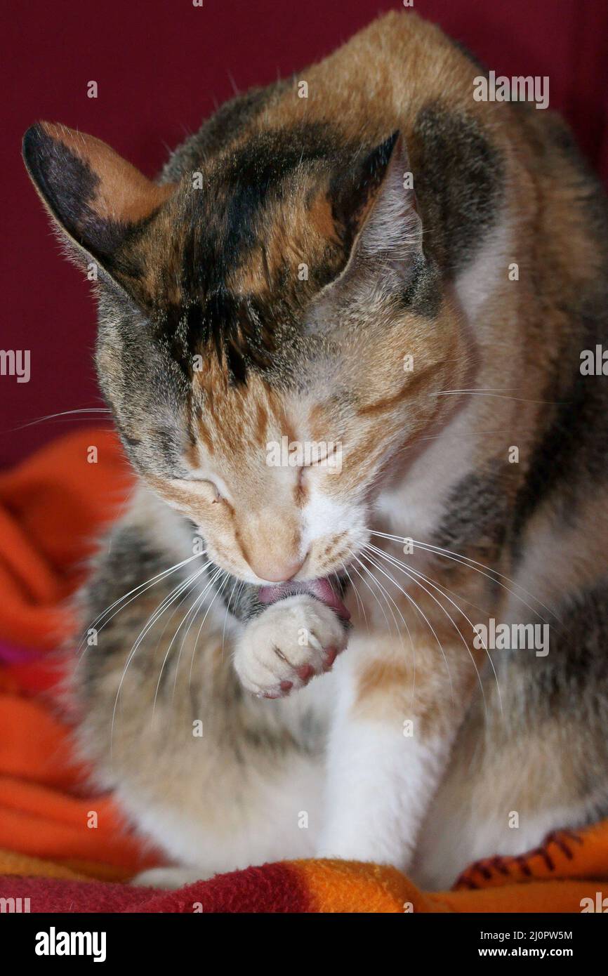 Close up orange cat licking hi-res stock photography and images - Alamy