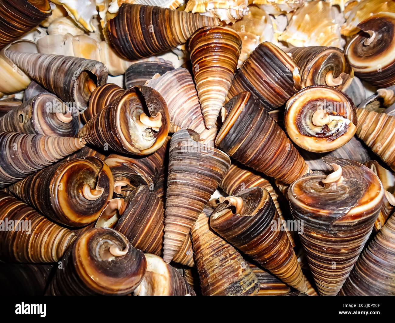 shell of snail in the shop of cox's bazar Stock Photo