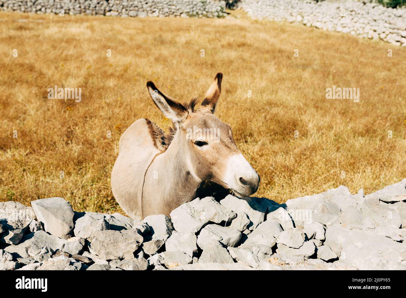 Gray donkey stands near a stone fence in a park Stock Photo