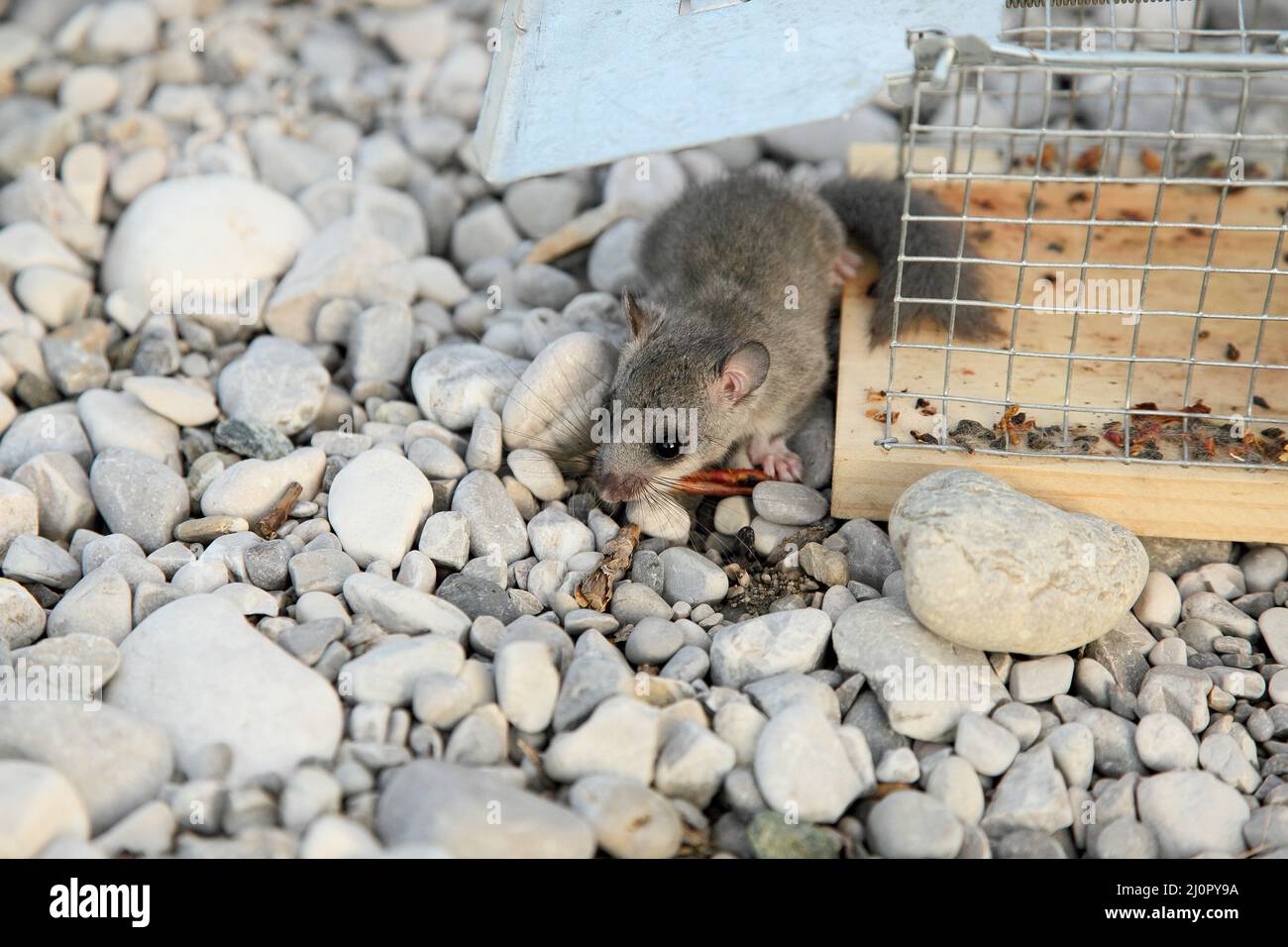 Live mouse trap hi-res stock photography and images - Alamy