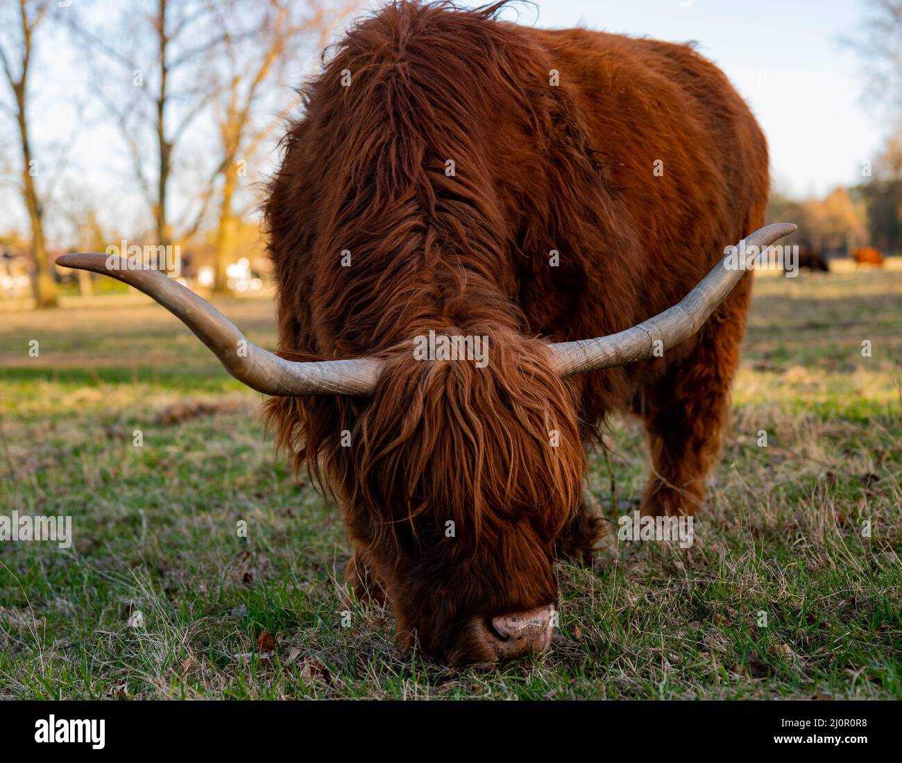 beautiful Scottish highlander with big horns grazing in a meadow Stock Photo
