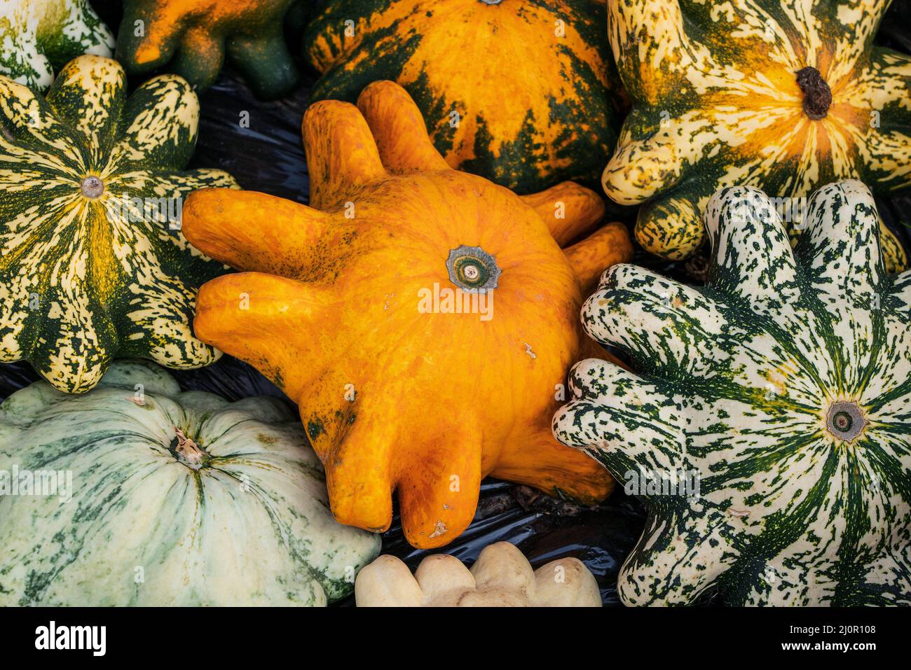 Different types of gourds side by side Stock Photo Alamy