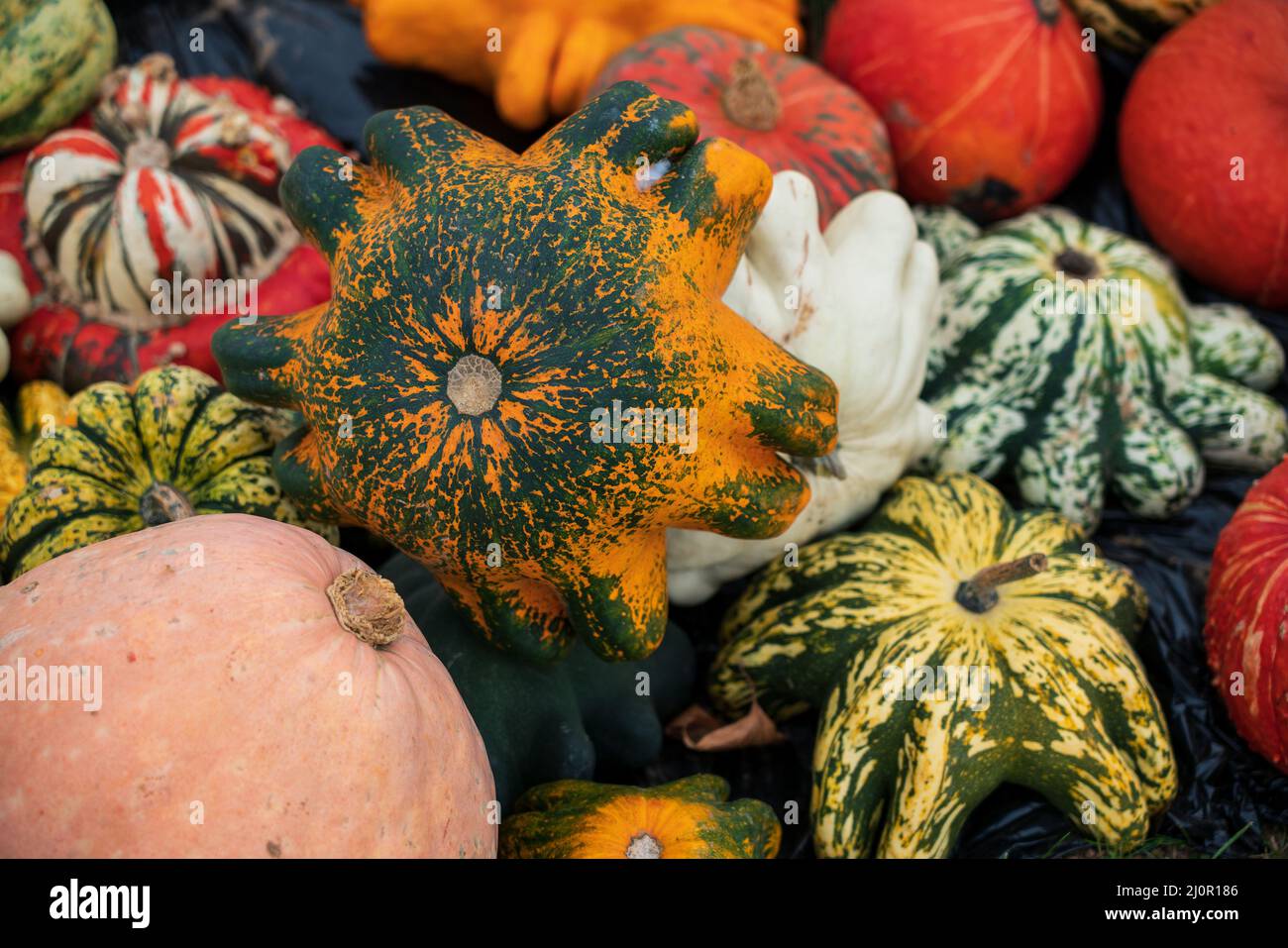 Different types of gourds side by side Stock Photo Alamy