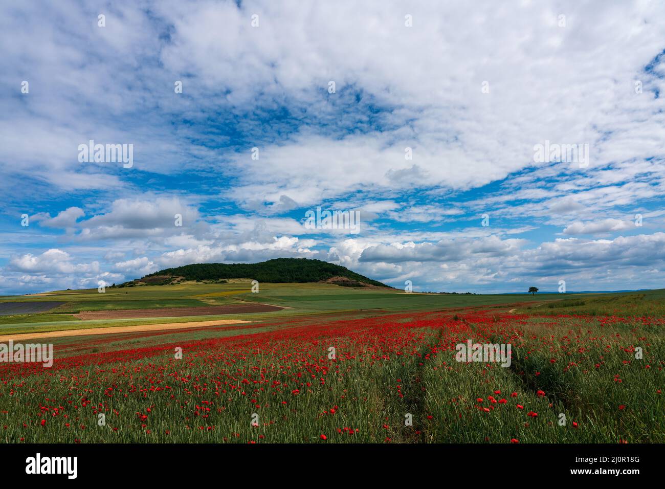 Landscape shot with poppy field Stock Photo