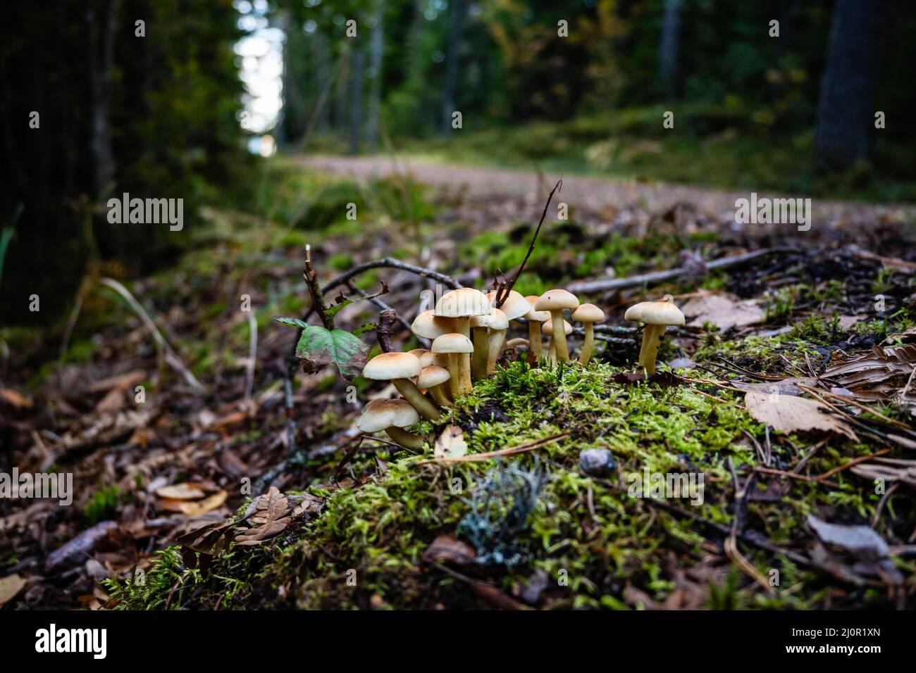 Closeup shot of Fungi growing in a forest in Finland Stock Photo - Alamy
