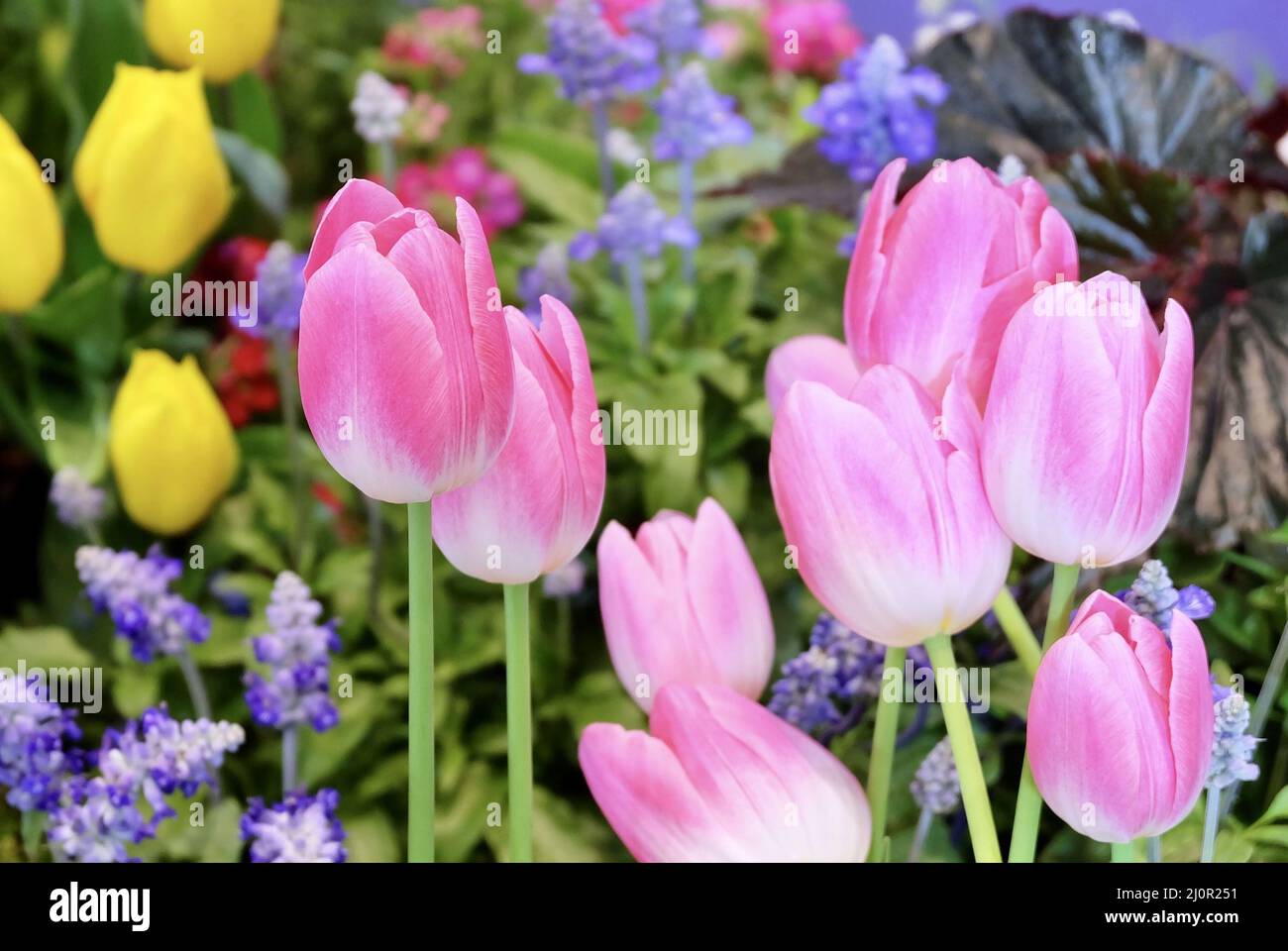 Beautiful Flower, Lovely Pink Tulip Flowers in A Greenhouse
