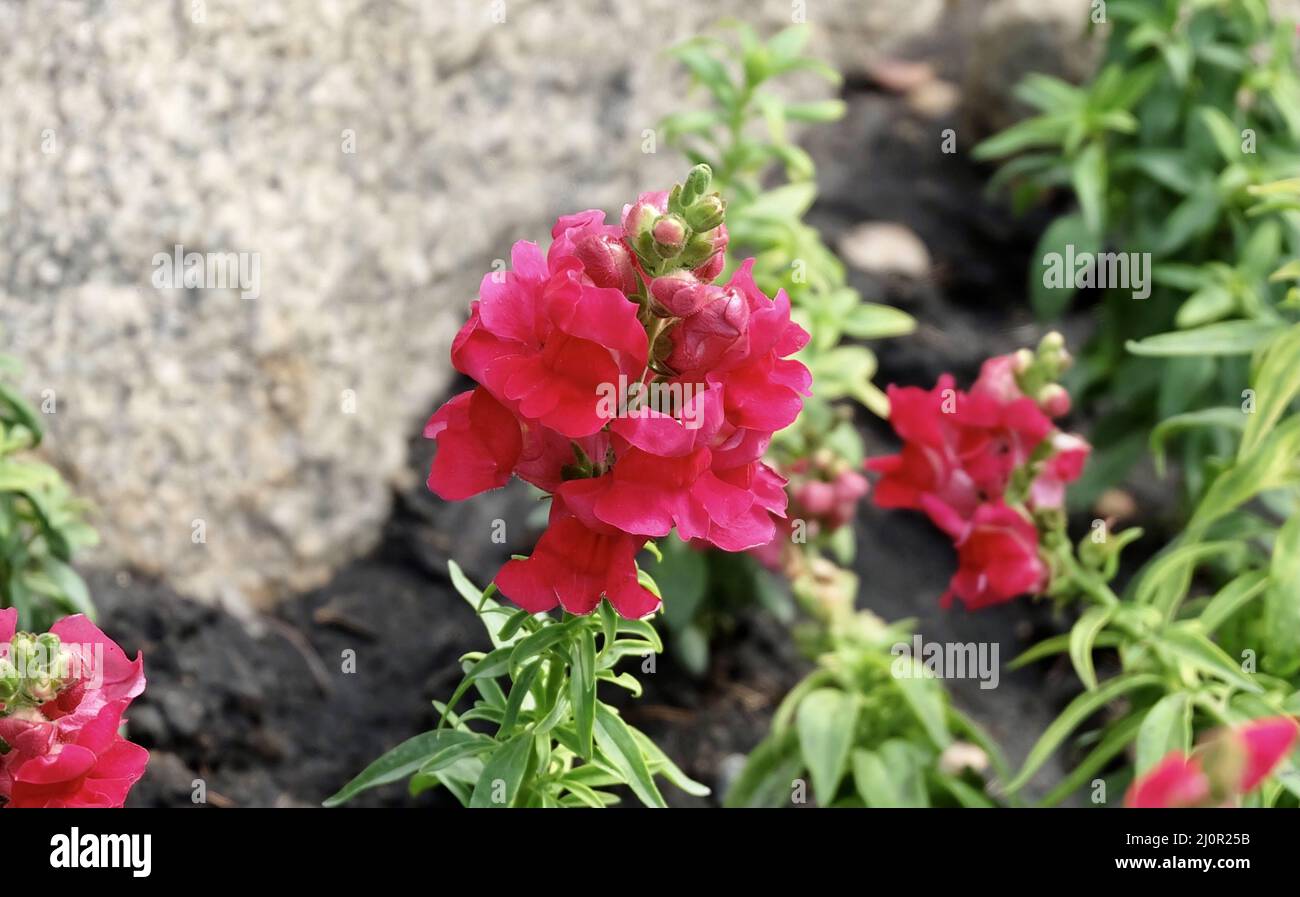 Beautiful Flower, Fresh Red Antirrhinum, Snapdragon or Dragon Flowers in A Garden. Stock Photo