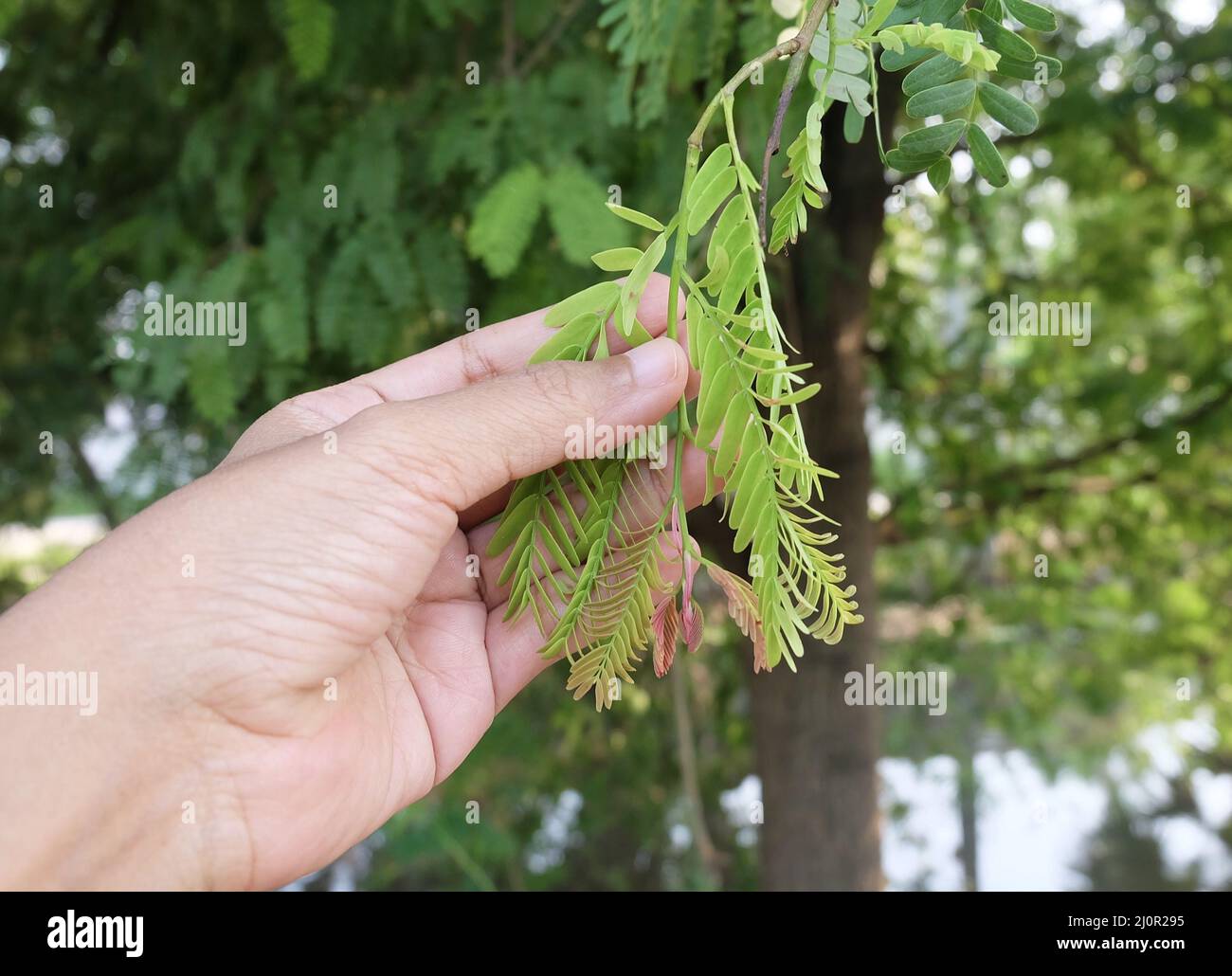 Fresh Fruits, Gardener Taking Care of Tamarind Green Leaves on Tree Branch. Stock Photo
