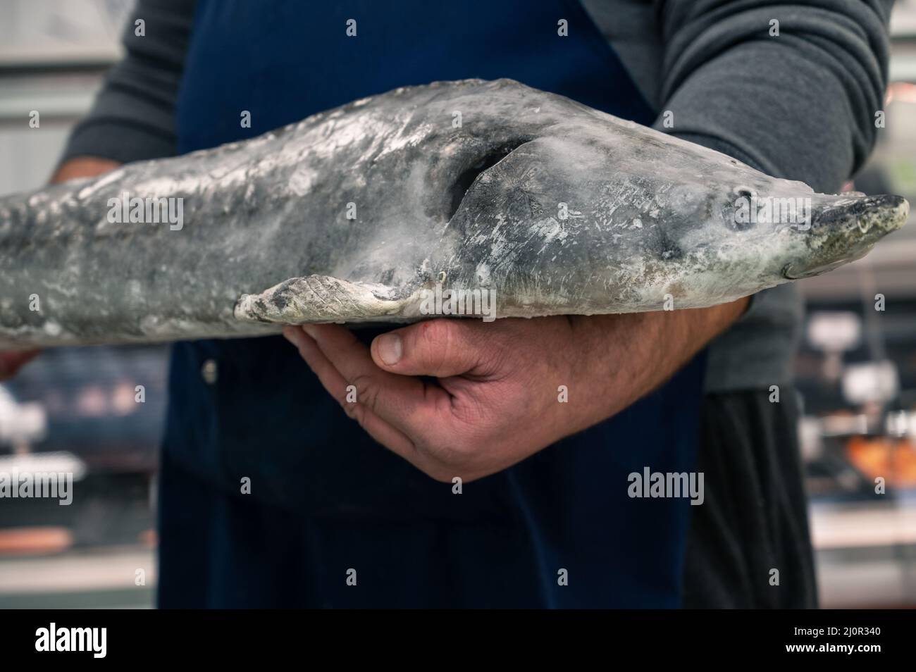 Find Your Fresh Catch Near You with Fishmonger Near Me