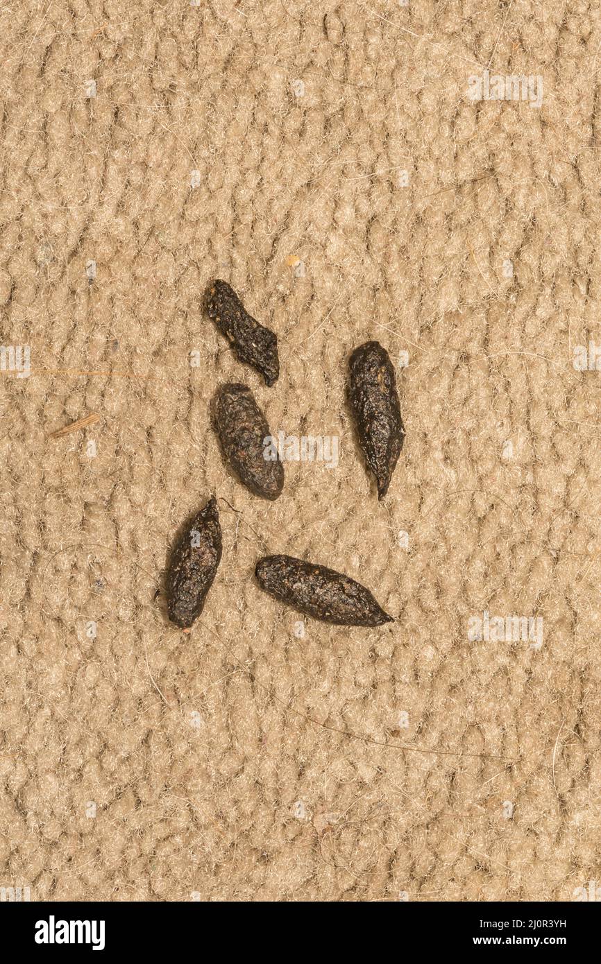 Norway Rat Feces Rattus norvegicus Stock Photo Alamy