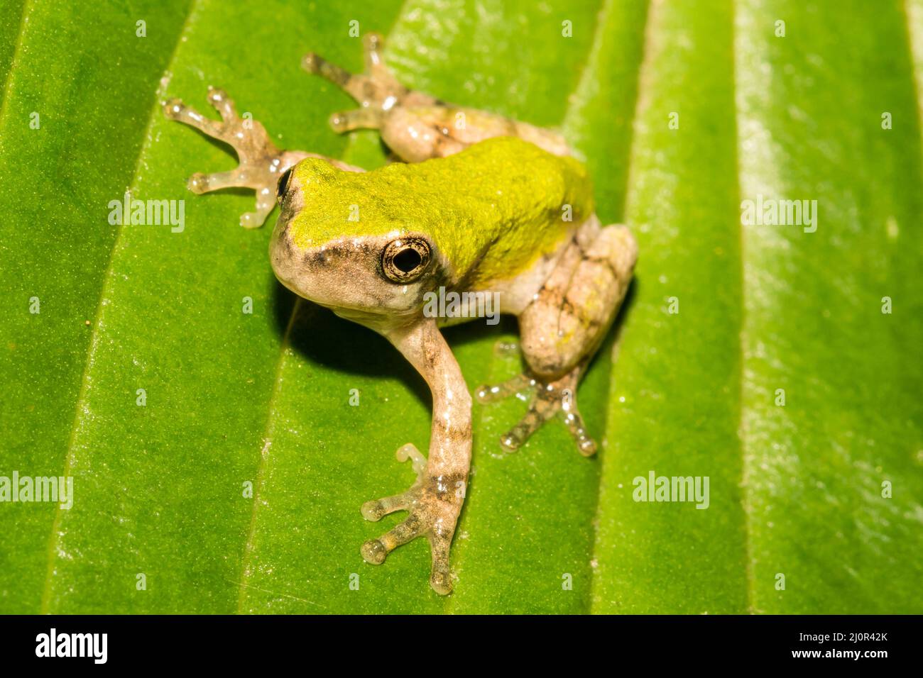 Gray Tree Frog - Hyla versicolor Stock Photo