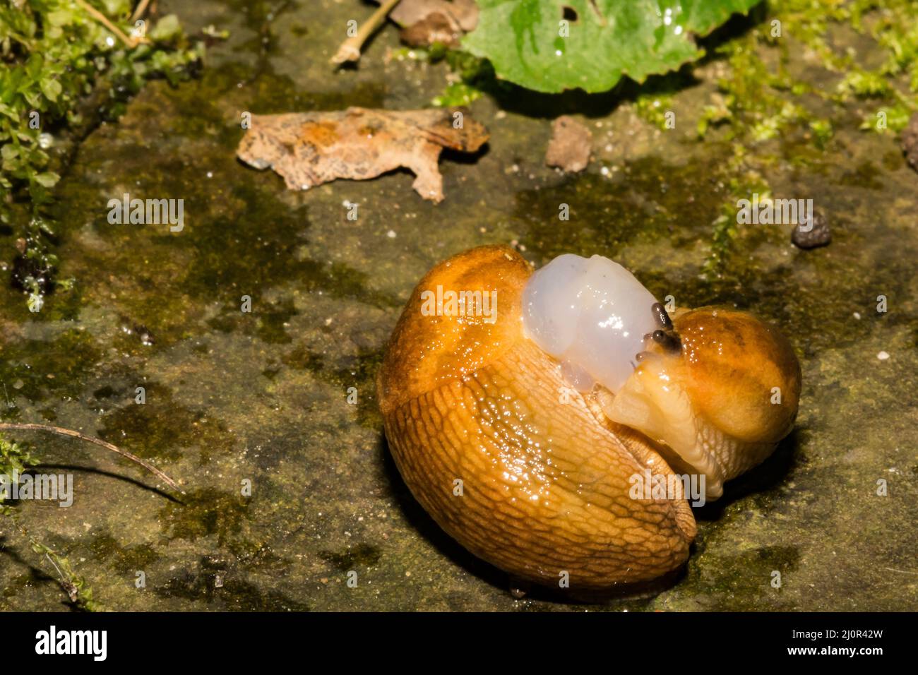 Dusky Slugs - Arion subfuscus Stock Photo