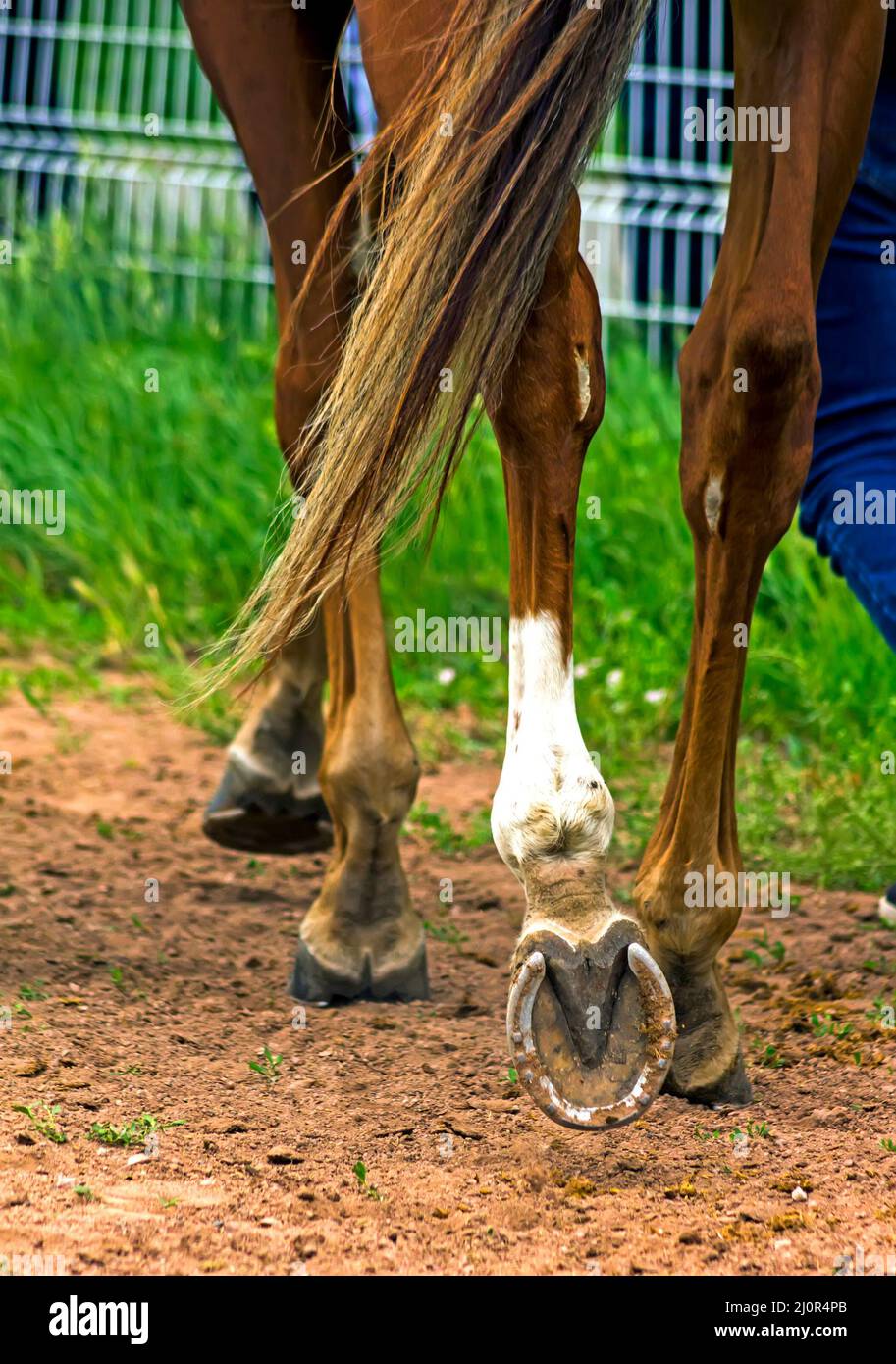 Leading horse walking along the sand track Stock Photo Alamy